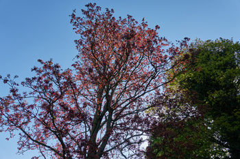 Tree with morning sunlight.jpg